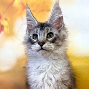 Tobias, a male polydactyl black silver tabby Maine Coon kitten.