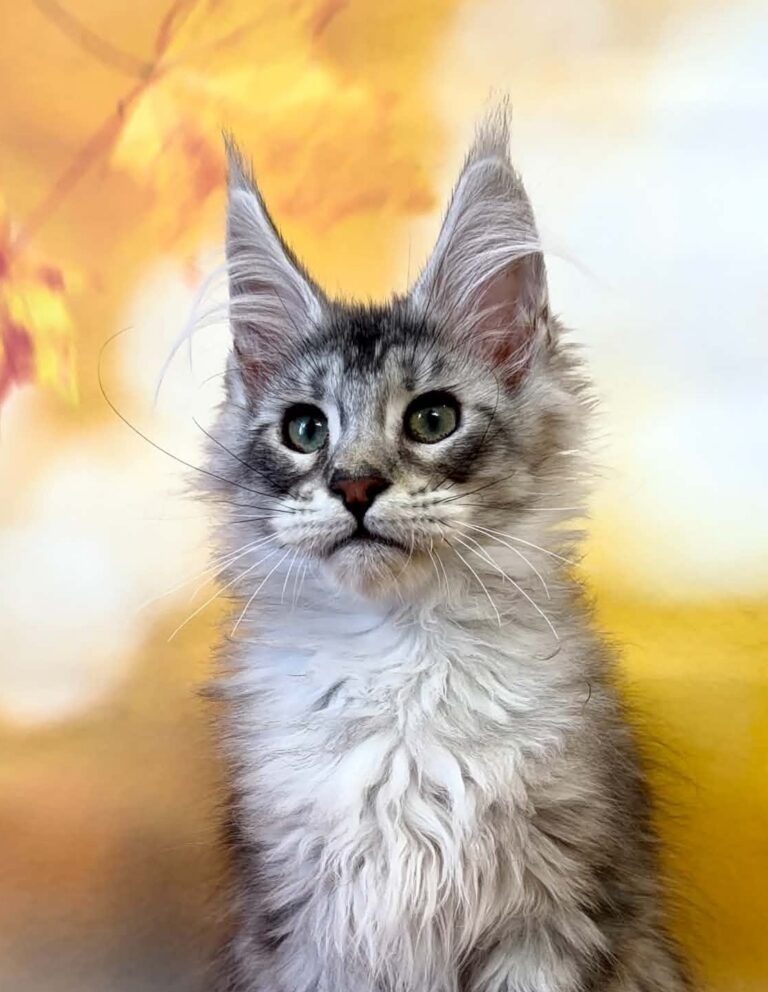 Tobias, a male polydactyl black silver tabby Maine Coon kitten.