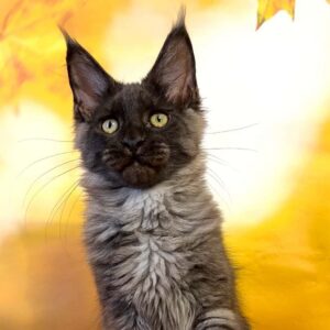 Thad, a male black smoke Maine Coon kitten.