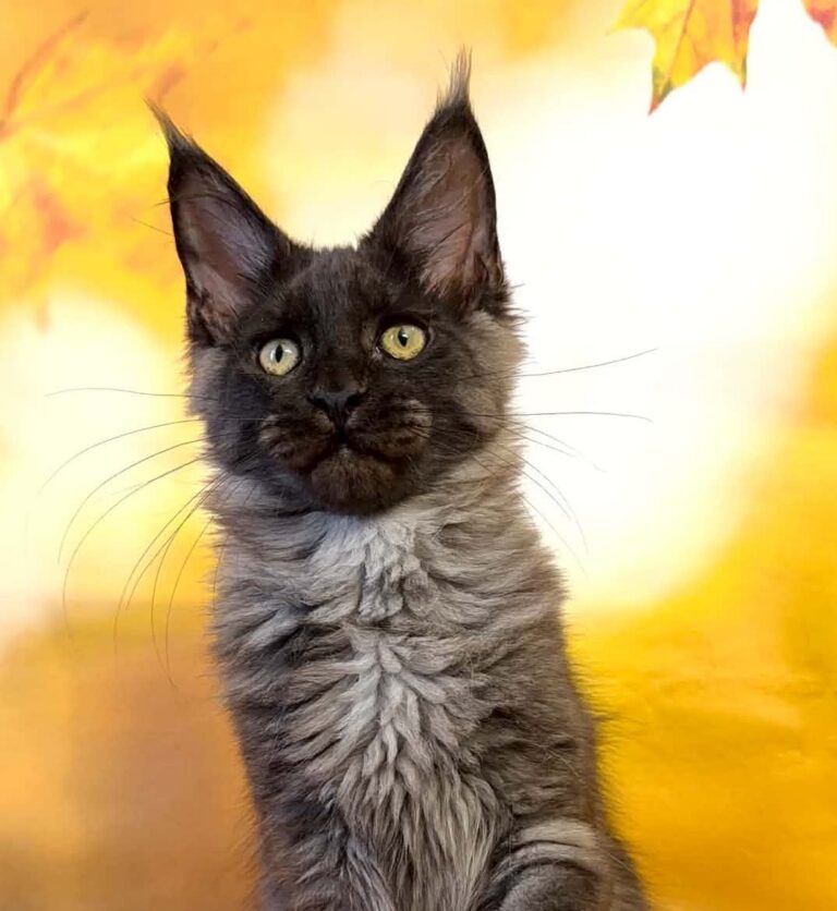 Thad, a male black smoke Maine Coon kitten.