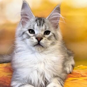 Toy, a black silver tabby Maine Coon kitten.