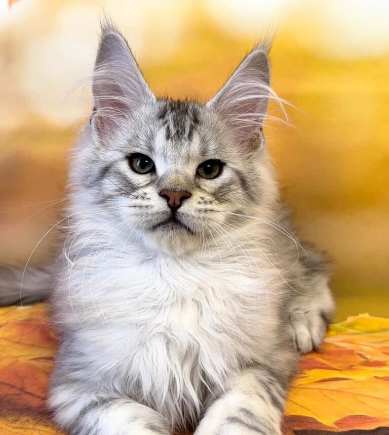 Toy, a black silver tabby Maine Coon kitten.
