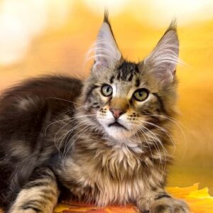 Tom, a black brown tabby Maine Coon kitten.
