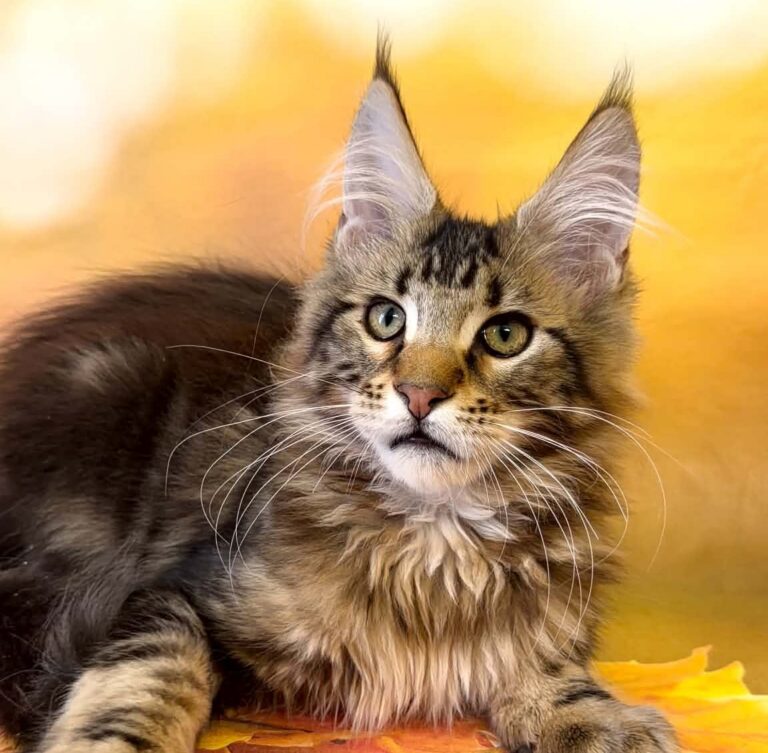Tom, a black brown tabby Maine Coon kitten.
