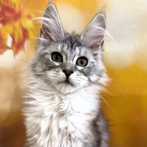Sophie, a female black silver tabby Maine Coon kitten.