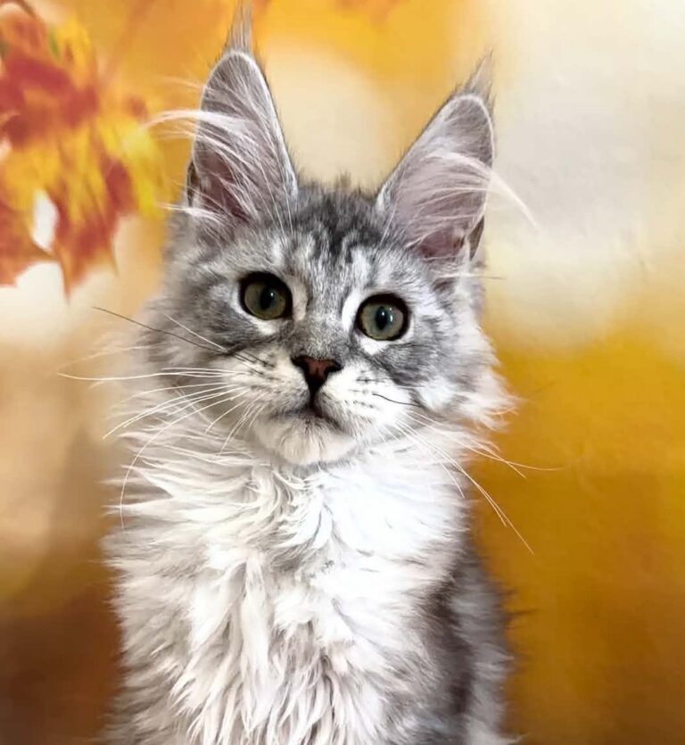 Sophie, a female black silver tabby Maine Coon kitten.
