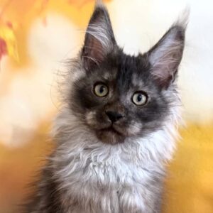 Sam, a polydactyl black smoke Maine Coon kitten.