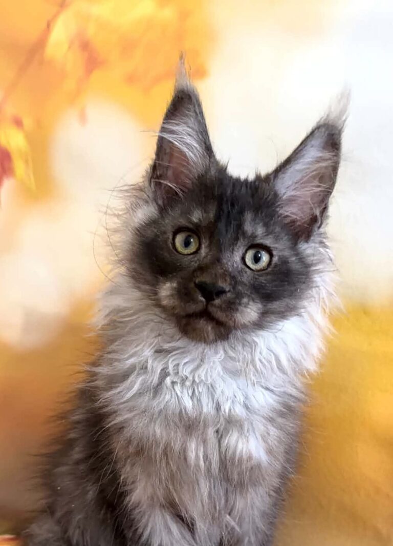 Sam, a polydactyl black smoke Maine Coon kitten.