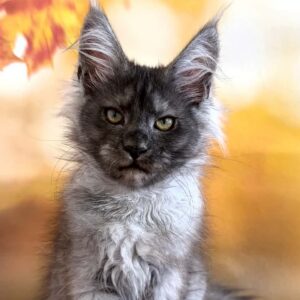 Sabina, a female black smoke Maine Coon kitten