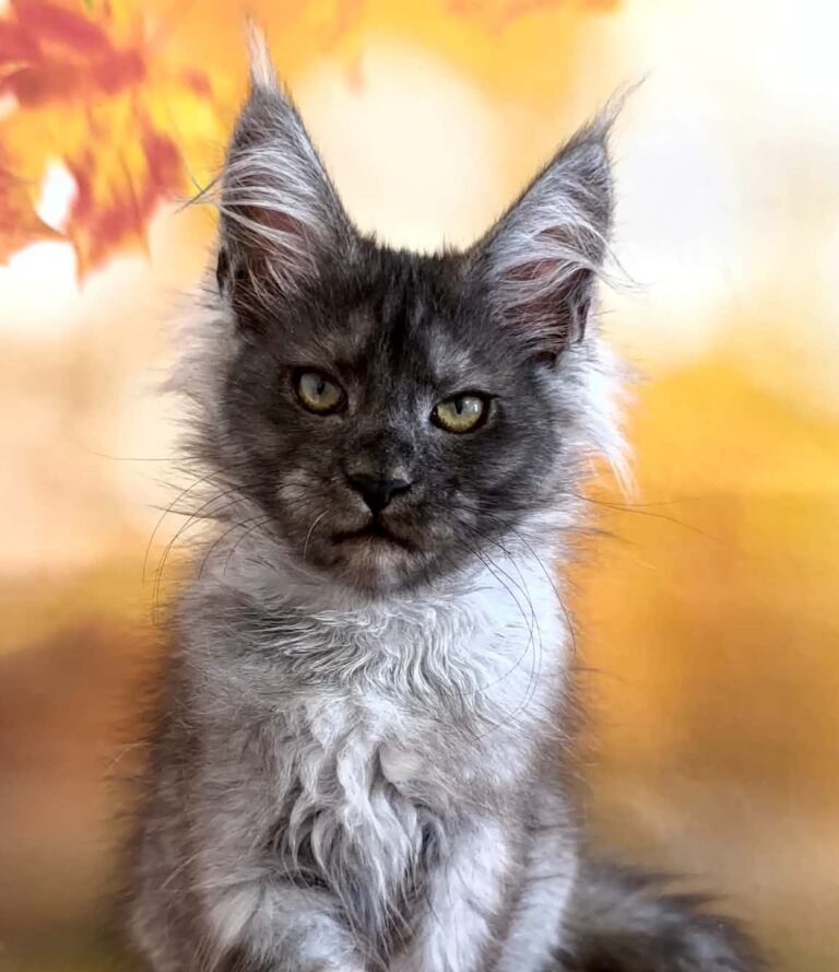 Sabina, a female black smoke Maine Coon kitten