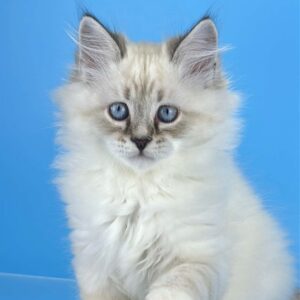 Aramis, a seal tabby point with white Siberian kitten