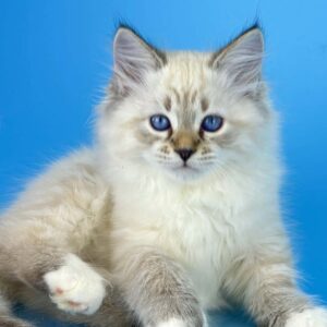 Arctic, a seal tabby point with white Siberian kitten.