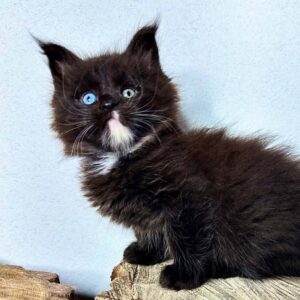 Runa, black and white female Maine Coon with odd-colored eyes