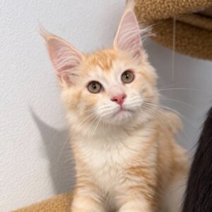 Simba Red Silver male Maine Coon