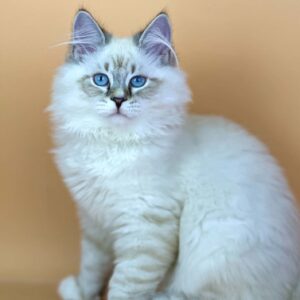 Aramis Siberian Male kitten