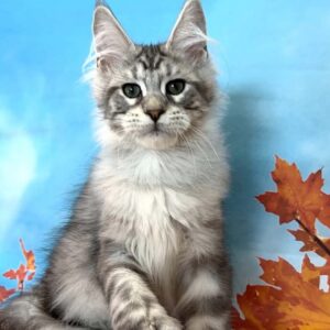 Uriel black silver polydactyl Maine Coon male