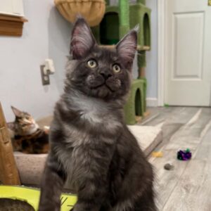 Ghost black smoke male Maine Coon kitten