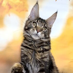Boss black brown tabby male Maine Coon