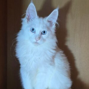 Arctic white male Maine Coon