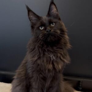 Irakly black Maine Coon male