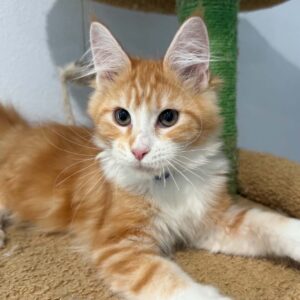 Finn red and white Maine Coon male