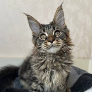 Gerda black brown tabby female Maine Coon