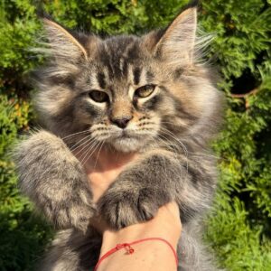 Boston male black/brown tabby Maine Coon