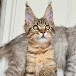 Indigo male black brown tabby Maine Coon
