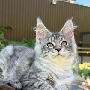 Nika female blacck silver tabby Maine Coon