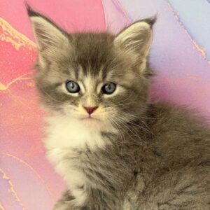 Rexi blue silver tabby with white male Maine Coon
