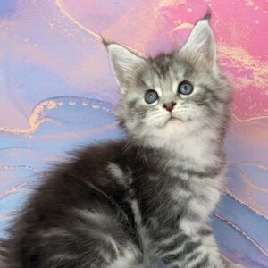 Rose blue silver tabby female Maine Coon