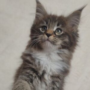 Marfa Black Brown Tabby female Maine Coon
