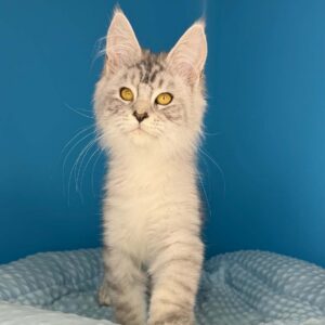 Tommy black silver tabby male Maine Coon
