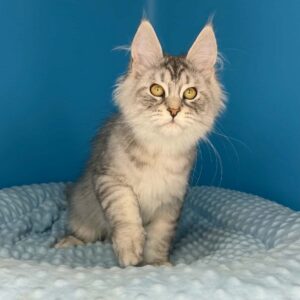 Tomer male black silver tabby Maine Coon