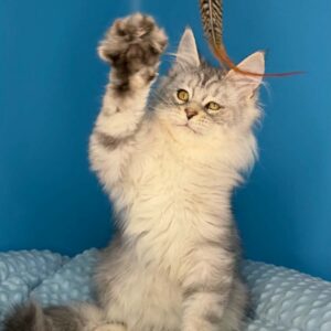 Tiam male Black Silver tabby Maine Coon
