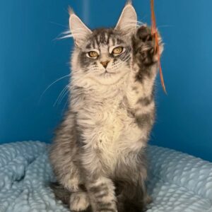Tito black silver tabby Maine Coon male