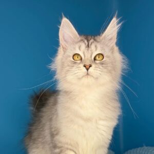 Tiffany black silver tabby female Maine Coon