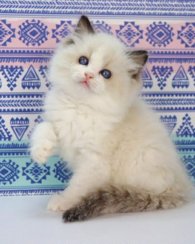 009b333a-3f88-4eaf-90ed-fe3de0698dfe