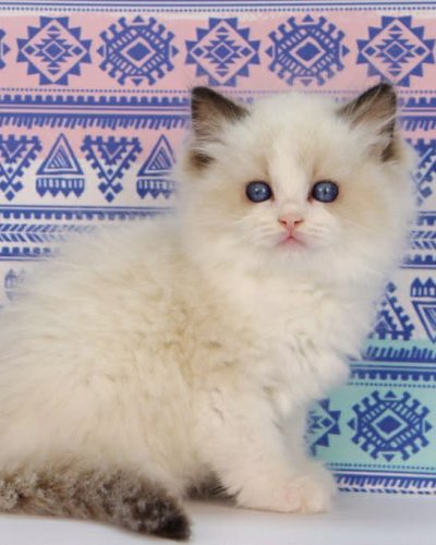 0222b0ca-8d65-4a08-b4a1-fb6cb415780e