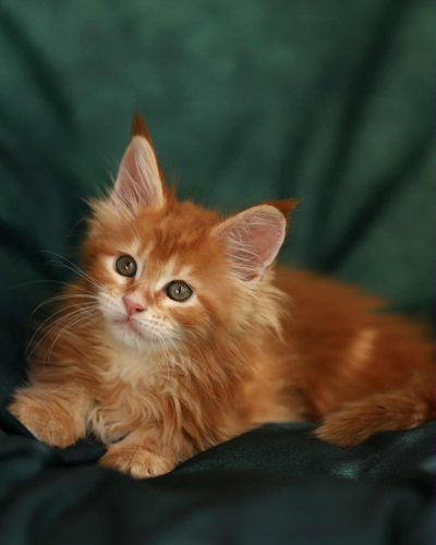 033610C2-C5C5-4FF3-88EF-8429B209D3B8