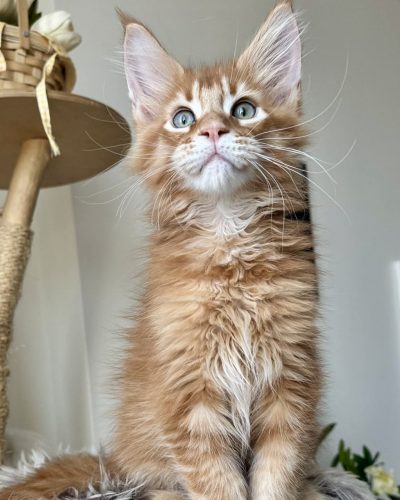 050e727e-5736-4ba2-821a-a20f748fc318