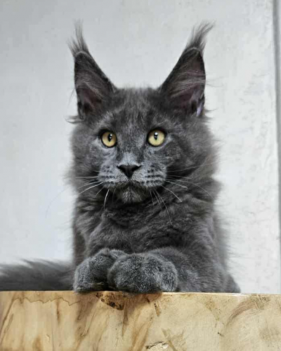 0712BE6B-F119-47A0-A6DA-7838200A29F5