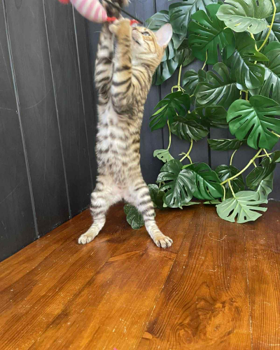 0C6D1A14-990E-4336-B3B0-46F8F72DC06D