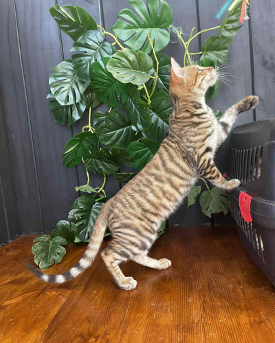 0E5CC5A9-0885-4927-88C7-562317F5C324