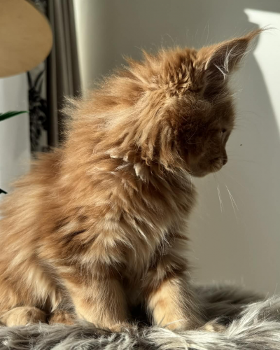 1399A44D-1FB7-49B1-96D8-2BD7770DFD20