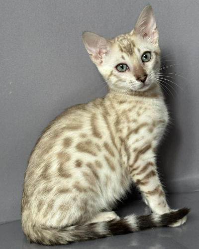 14420BE9-2B93-4966-B3A0-E4C2336D11CF