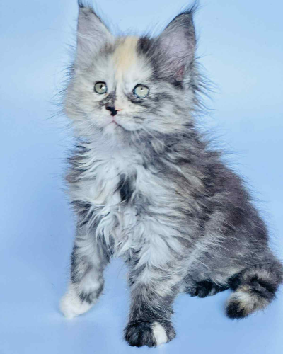 14511702-31A5-49C2-B97B-125057B68EF9