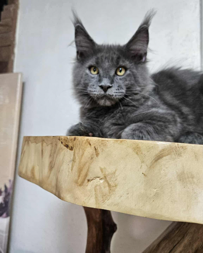 1821AC19-59AA-4A05-B5F3-1BE89A231450