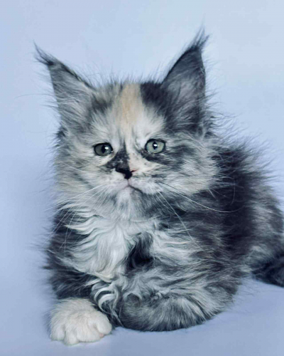 1DD43A90-6F0F-44B0-88F1-3F4D9B0702E4