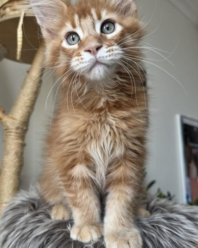 1b8cf158-6840-4aa5-b1a0-2bf0dec8fad6